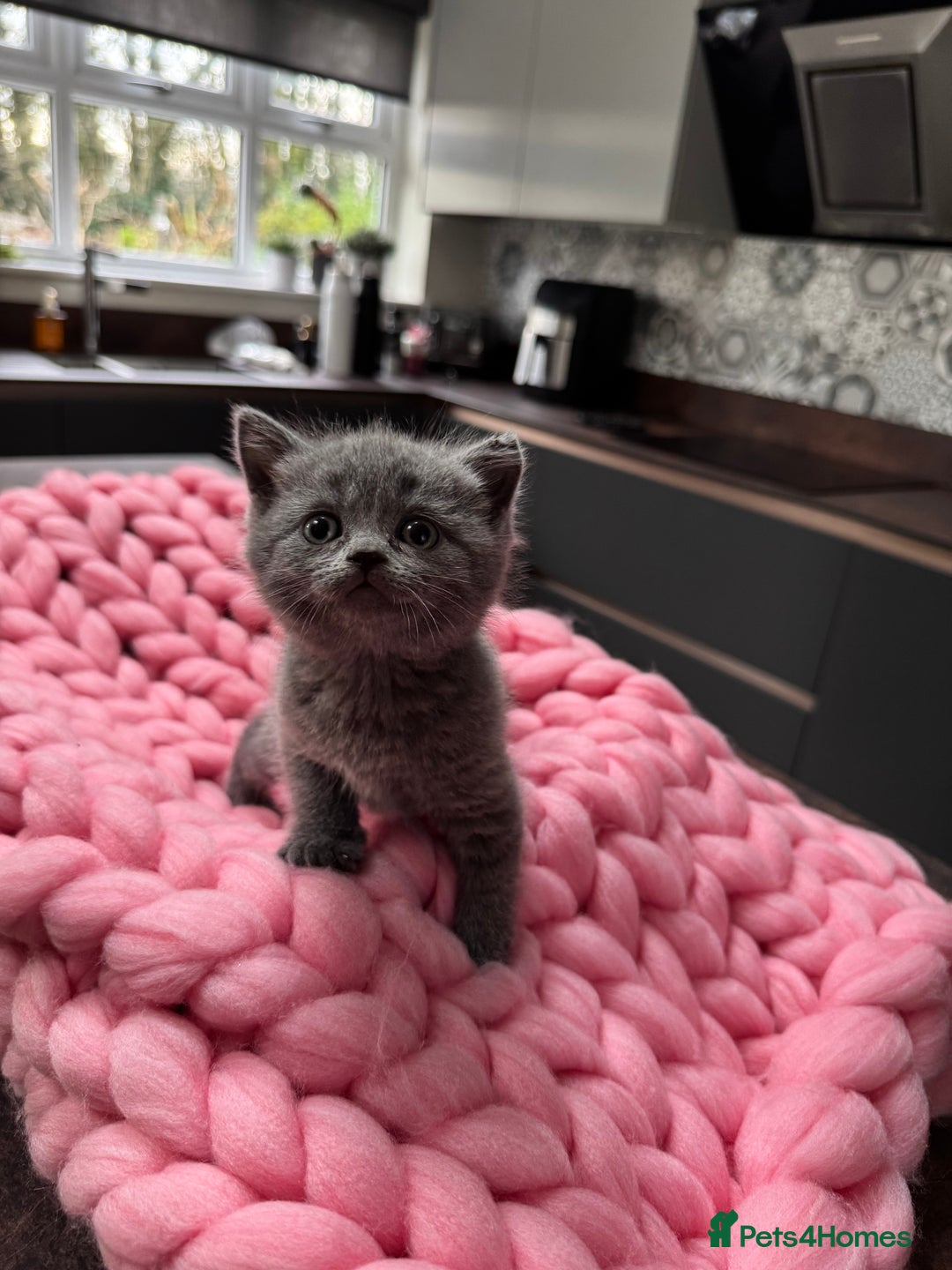 Scottish Fold cats for sale: Scottish Fold Kittens – Raised in our Family Home  - Advert 11