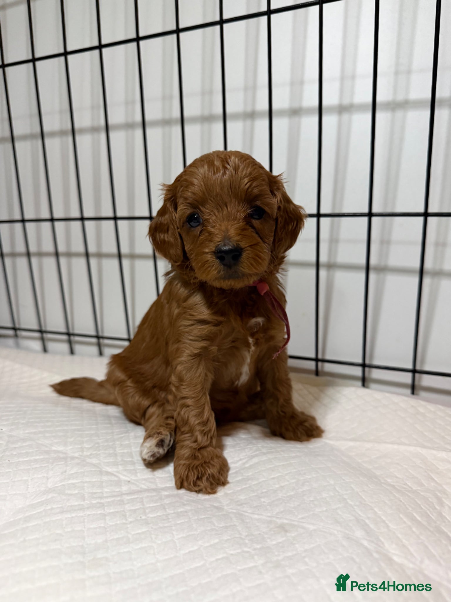 Cavapoo dogs Stunning f1b cavapoos - DNA tested parents  - Advert 18