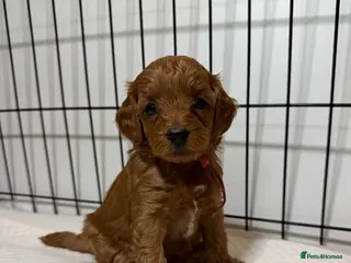Cavapoo dogs Stunning f1b cavapoos - DNA tested parents - Advert 18