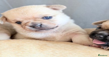 Mixed Breed dogs - Advert 2