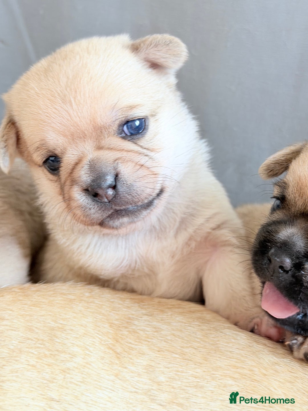 Mixed Breed dogs for sale: Adorable Pug x Pomeranian Puppies  - Image 3