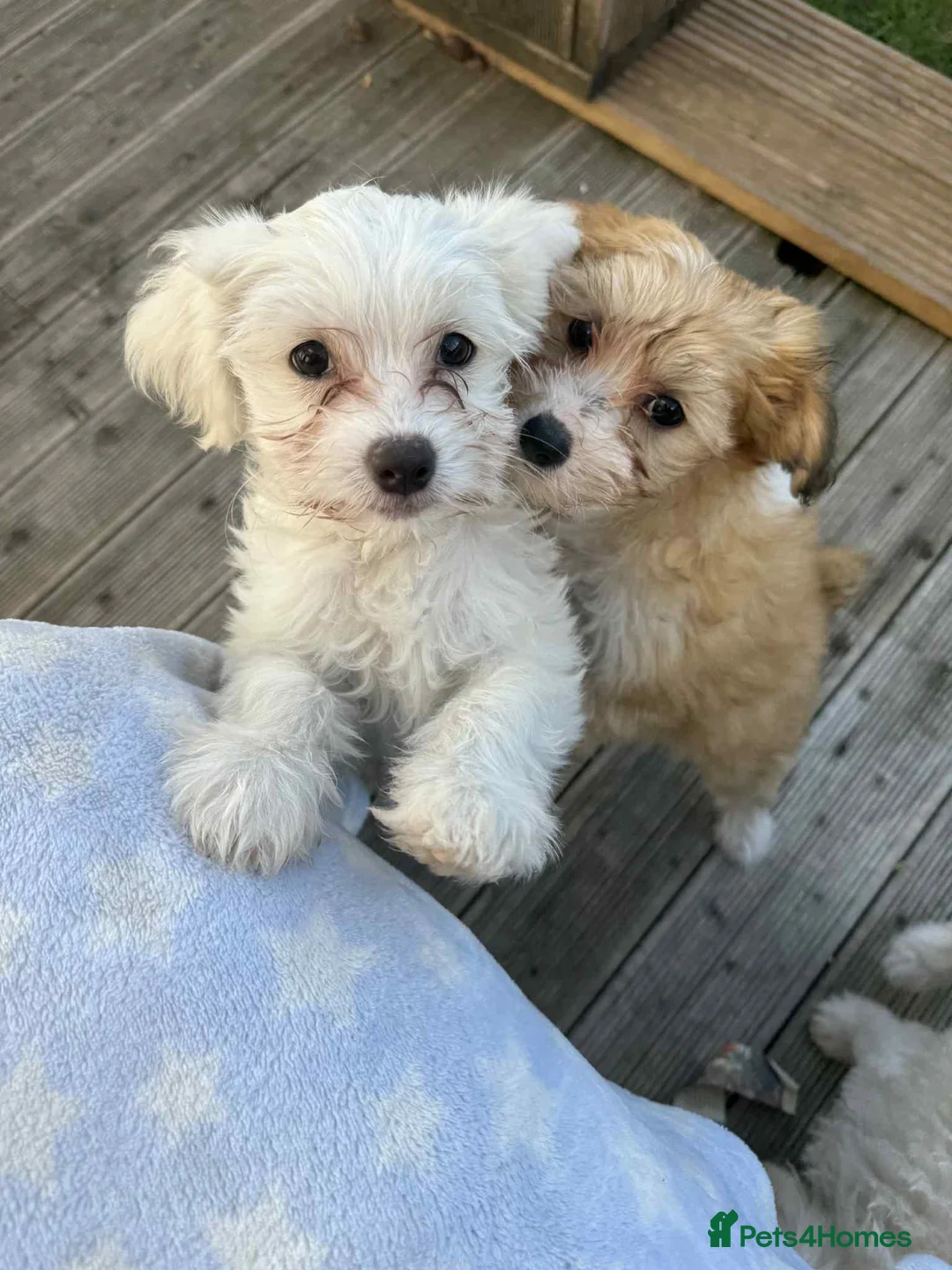 Chinese Crested dogs for sale: Chinease crested powder puff  - Advert 4