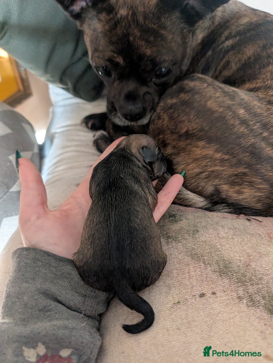 Mixed Breed dogs for sale: 75% Frenchie puppies - Advert 15