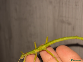 Mixed Breed invertebrates LOTS O INVERTS - Advert 1