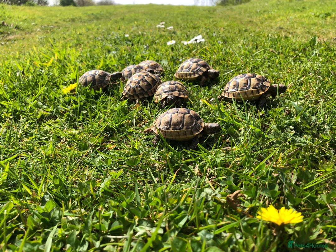 Tortoise reptiles for sale: Spur Thigh Baby Tortoises  - Advert 4
