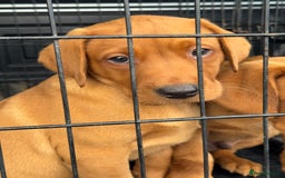 Labrador Retriever dogs for sale: Ready to leave, KC Labrador litter, boys & girls  - Image 8