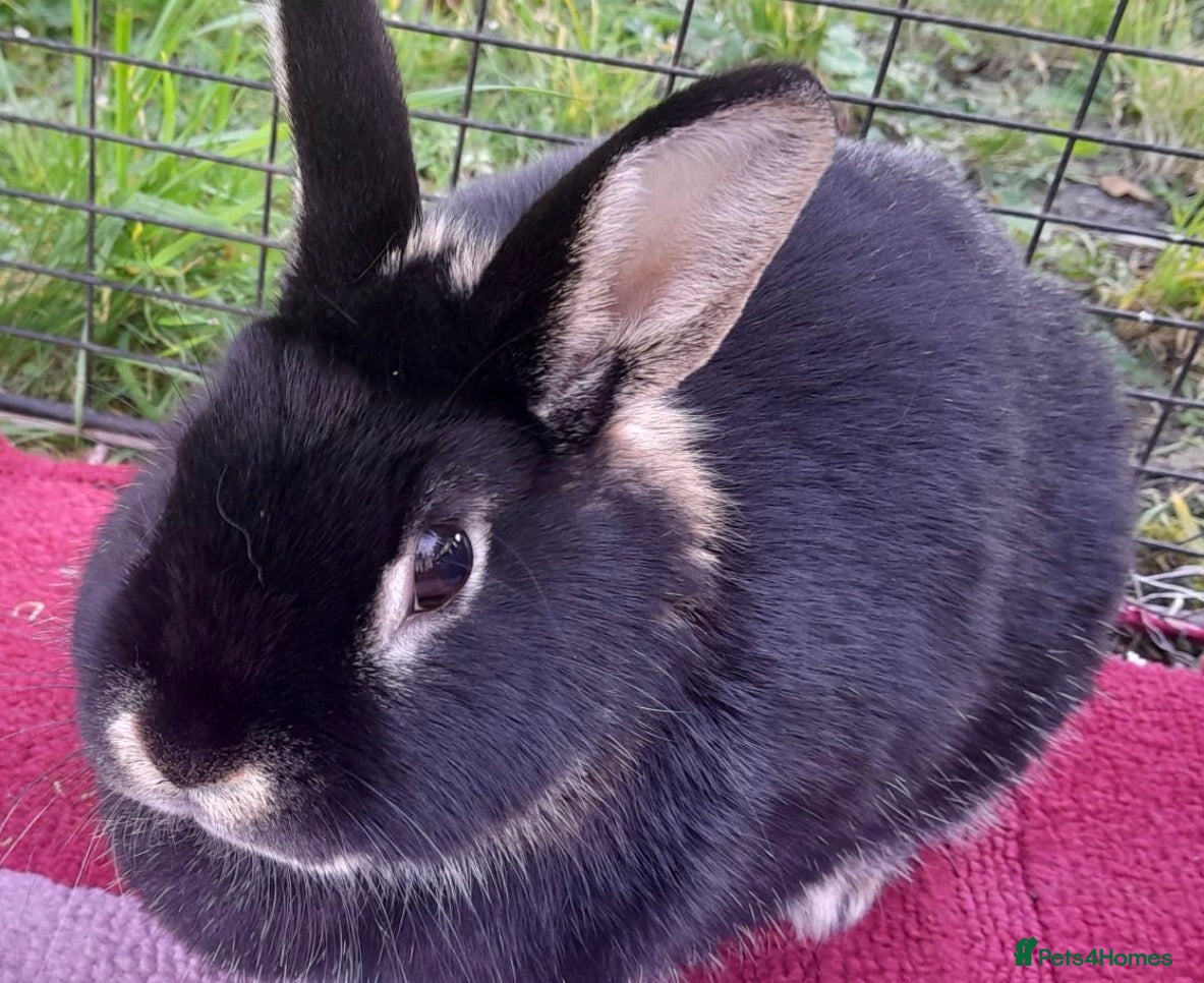 Mixed Breed rabbits Beautiful black tan rabbit  - Advert 1