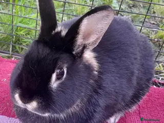Mixed Breed rabbits Beautiful black tan rabbit - Advert 13