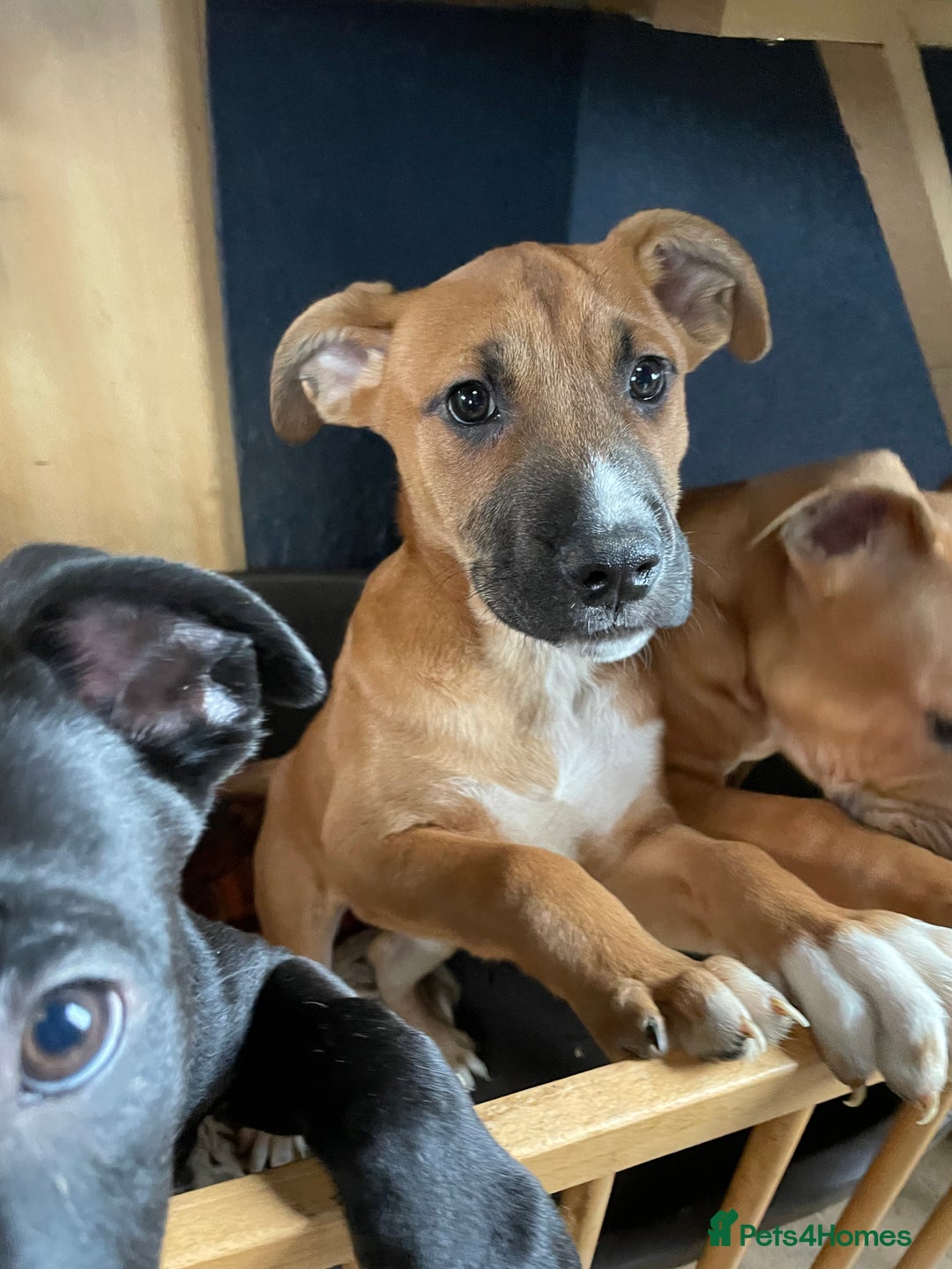 Mixed Breed dogs for sale: Male Bull Herder puppy - Advert 2