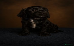 Cockapoo dogs for sale: 3 Beautiful F1B Cockapoo's left  in Brighouse - Image 28