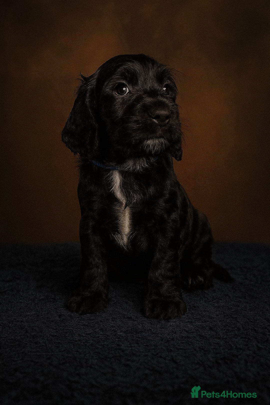 Cockapoo dogs for sale: 3 Beautiful F1B Cockapoo's left  in Brighouse - Image 28