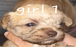 Shih Tzu dogs for sale: 5 stunning shihtzus - Advert 2