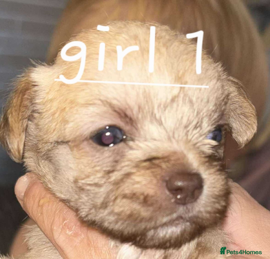 Shih Tzu dogs for sale: 5 stunning shihtzus - Advert 2