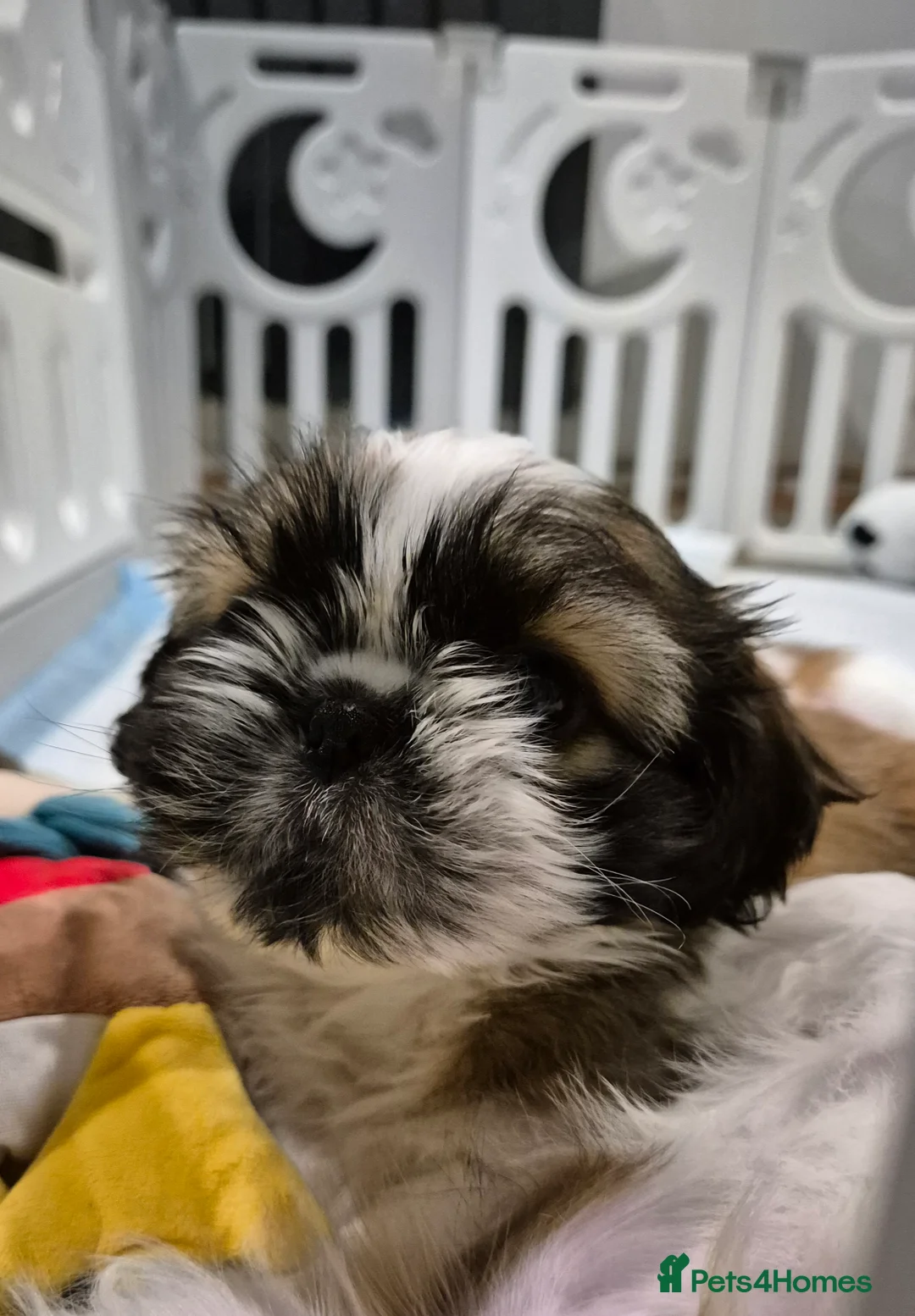 Shih Tzu dogs for sale: KC Registered Shih Tzu Puppies - Home Raised - Advert 19