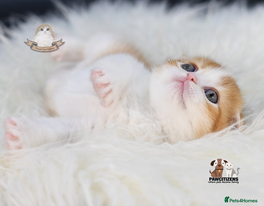 Scottish Fold cats for sale: LICENSED CATTERY, PURE BREED TOP QUALITY KITTENS - Image 18