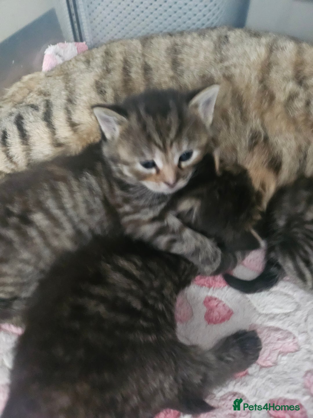European cats for sale: 4 beautiful kittens looking for the New 🤎 home  - Image 24