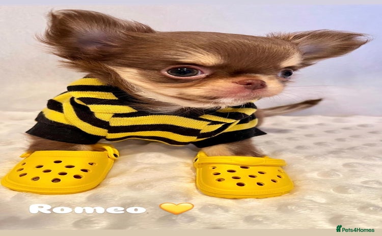 Chihuahua dogs - Advert 4