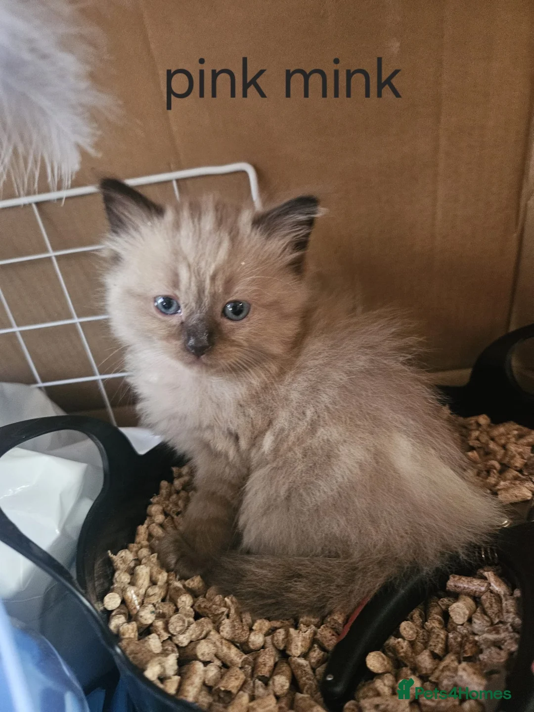 Ragdoll cats for sale: Litter of healthy chunky Ragdolls - Advert 5