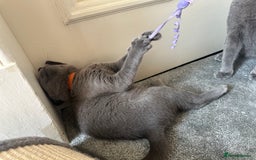 Russian Blue cats for sale: Russian Blue Kitten - Image 4
