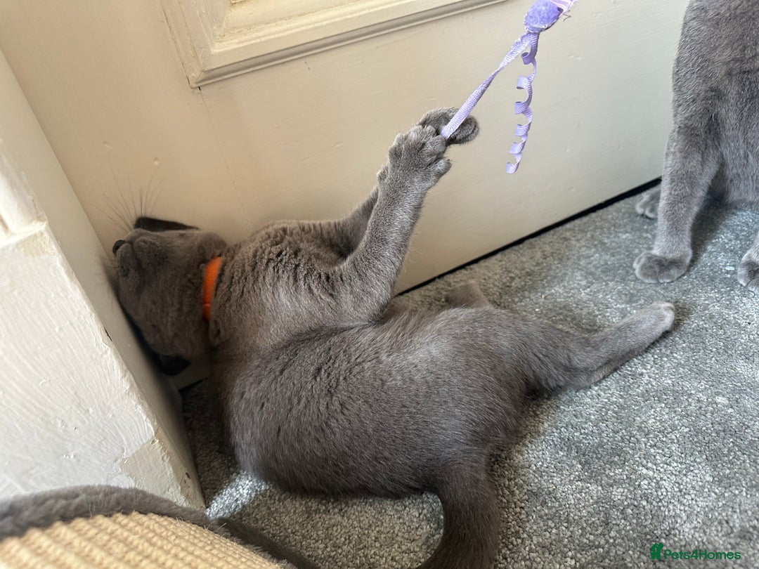 Russian Blue cats for sale: Russian Blue Kitten - Image 4