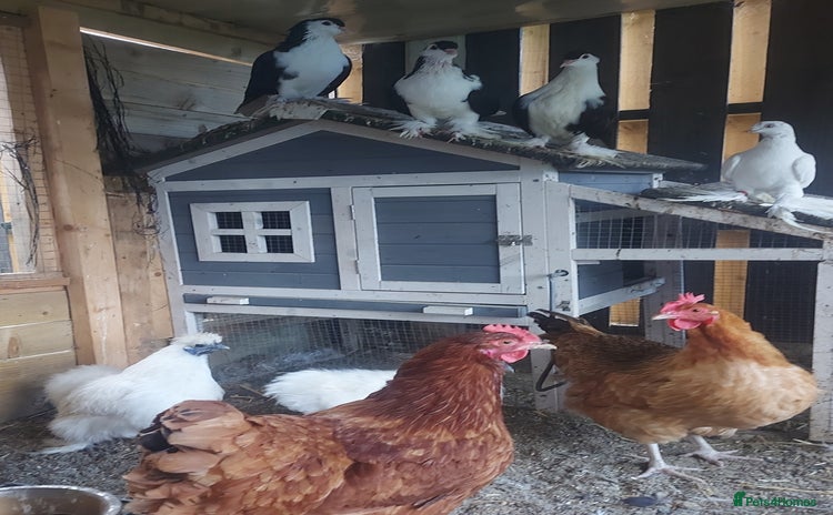 Chickens poultry - Advert 12