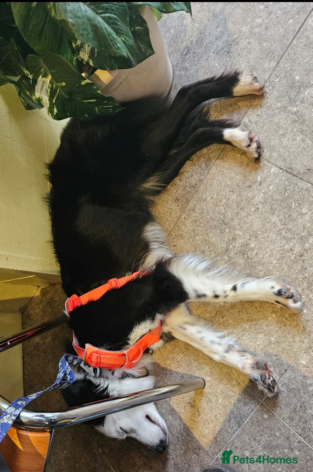 Border Collie dogs for sale: Loving young female border collie for pet home - Advert 11