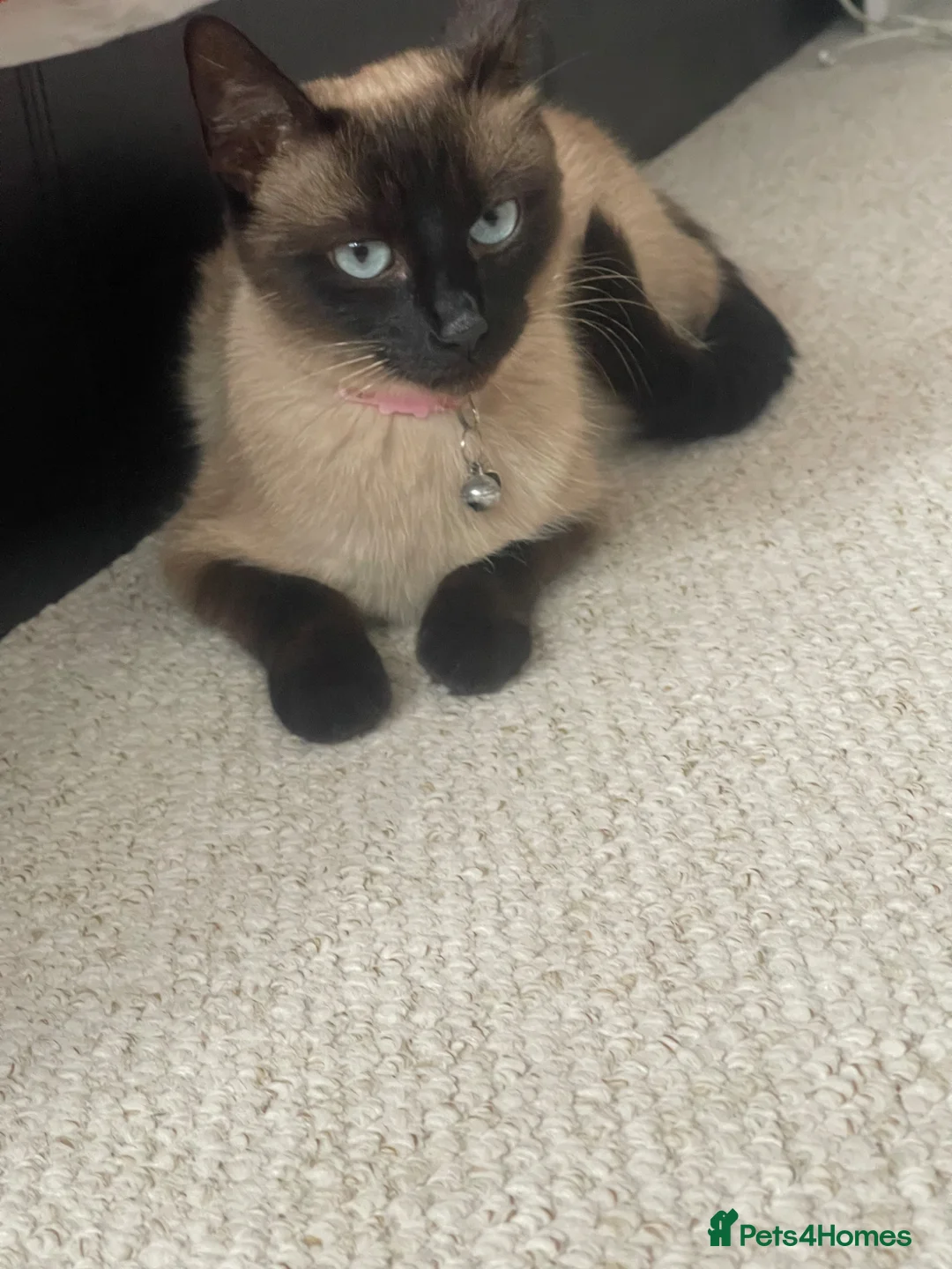 Mixed Breed cats for sale: Our Little Treasures Are Looking for a Home 💕” in Henfield - Advert 17