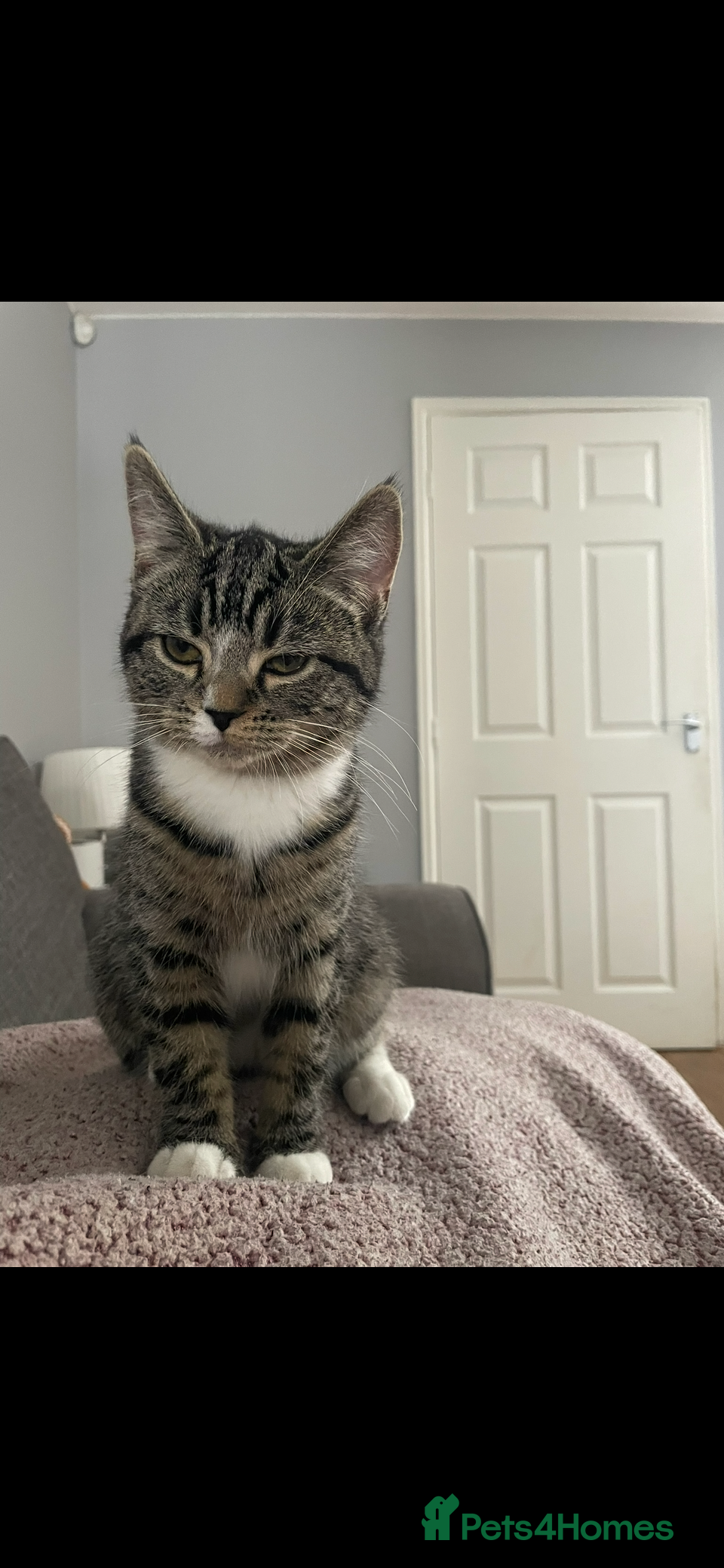 Mixed Breed cats Female cat looking for a loving home - Advert 1
