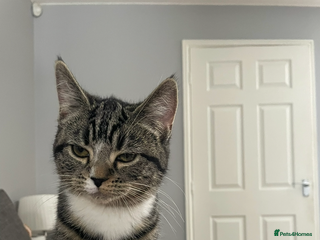 Mixed Breed cats Female cat looking for a loving home - Advert 17