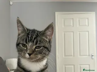 Mixed Breed cats Female cat looking for a loving home - Advert 1