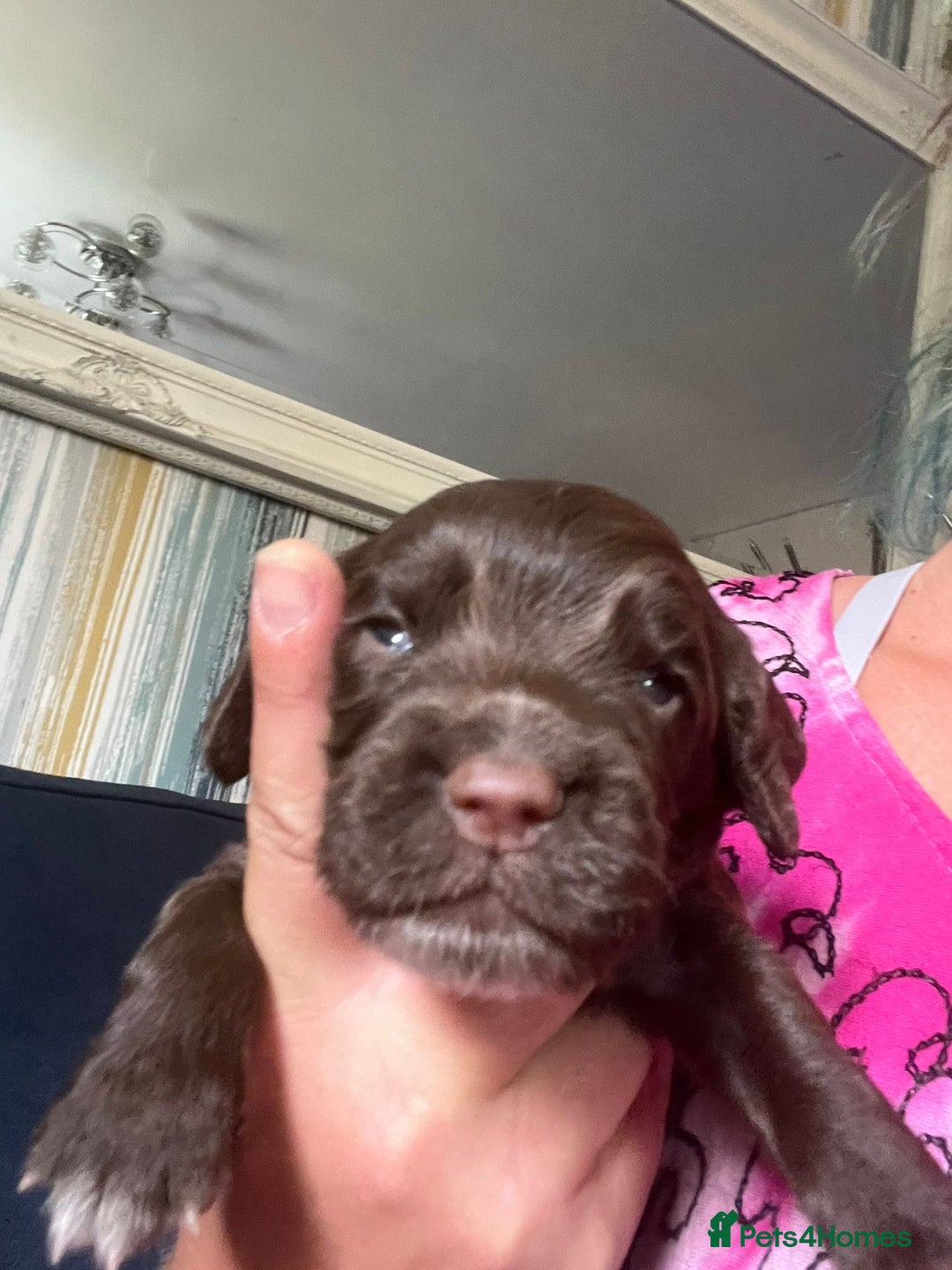Sprocker dogs for sale: Beautiful Sprocker puppies  - Image 23