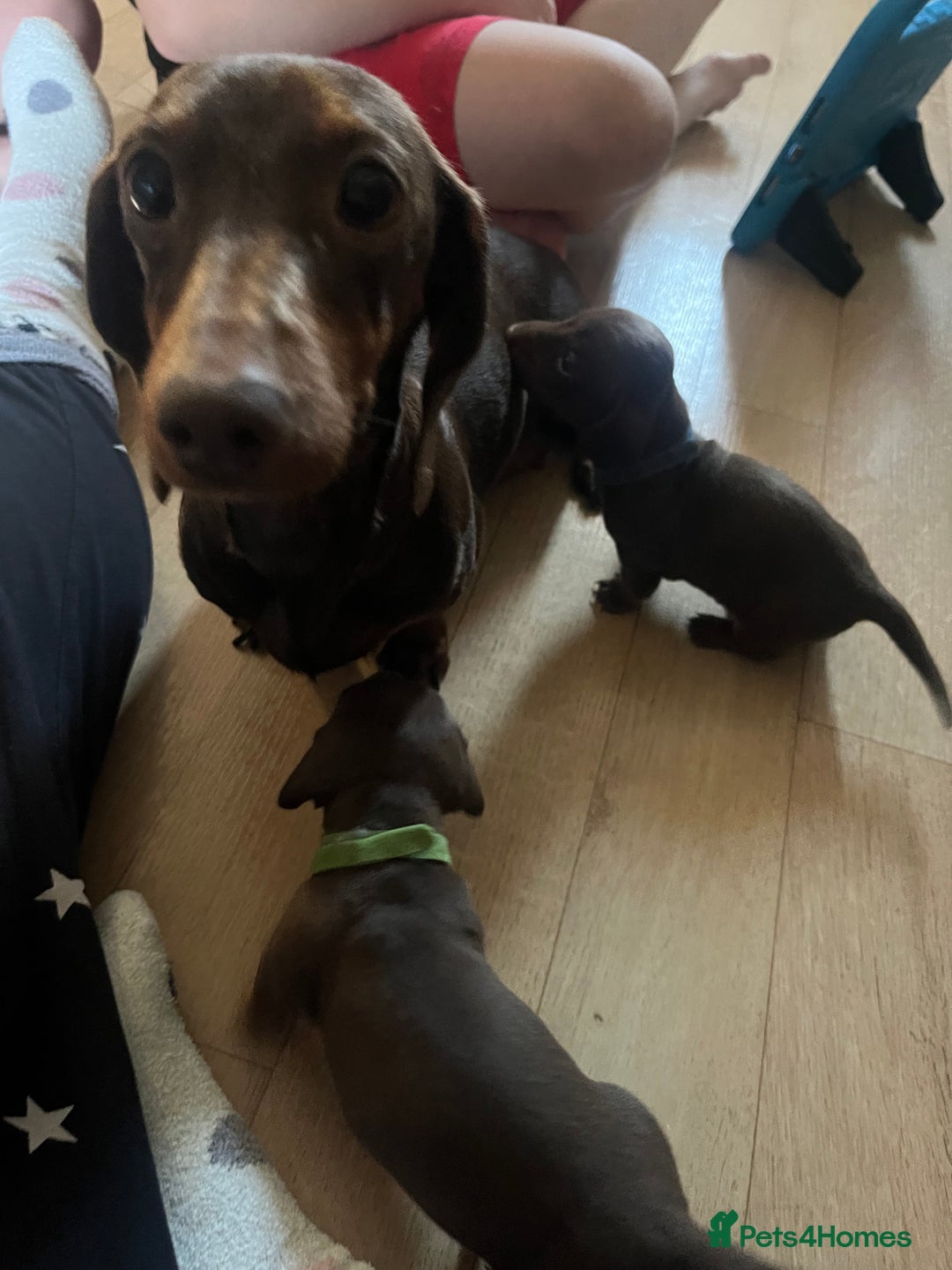 Miniature Dachshund dogs for sale: 2 beautiful miniature dachshunds  - Image 14