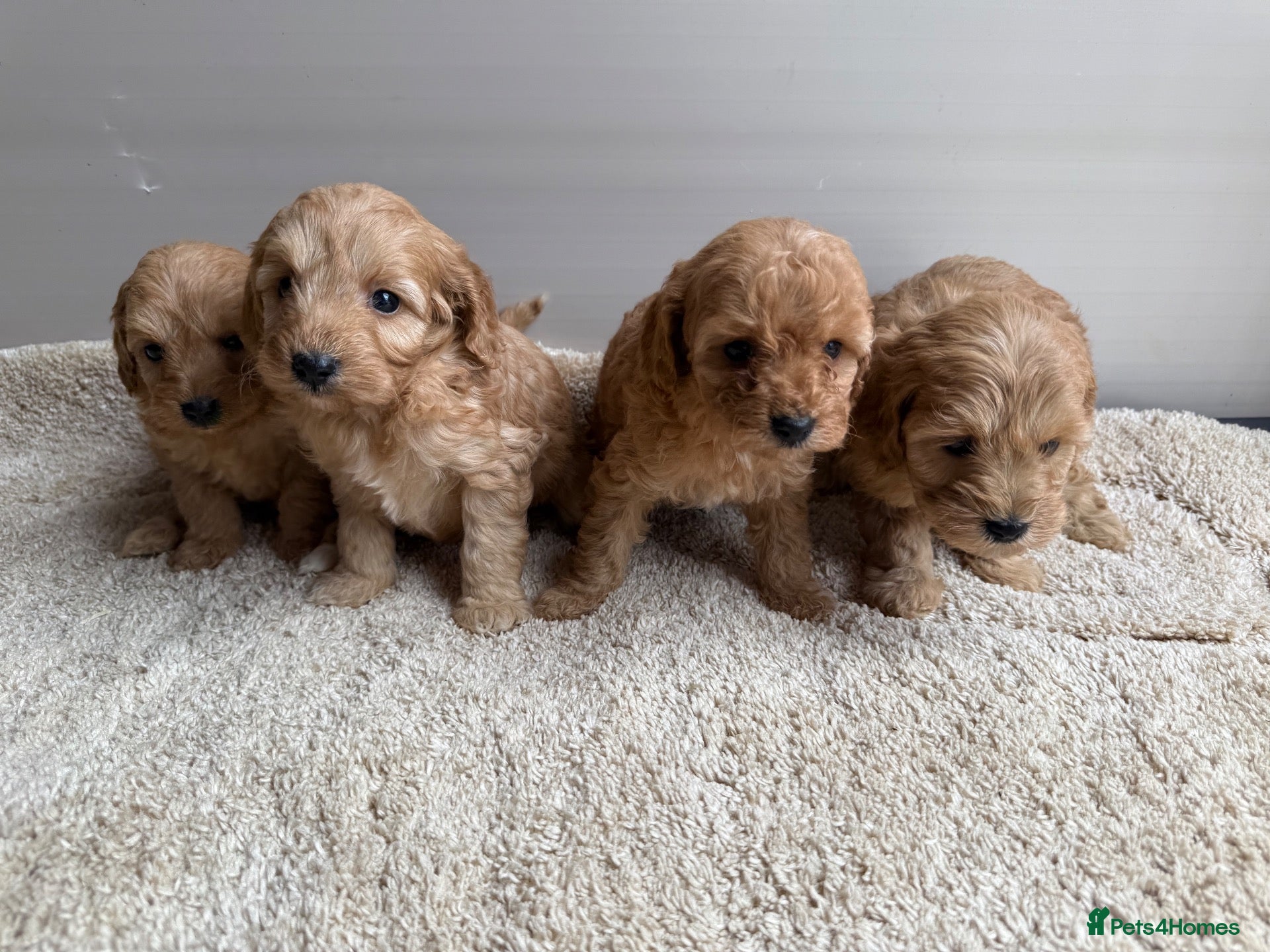 Cavapoo dogs 🐶Gorgeous gold&white cavapoos🐶 - Advert 4
