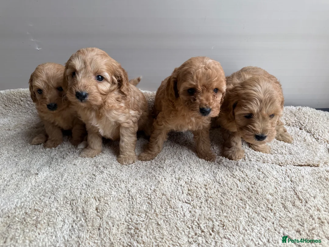 Cavapoo dogs for sale: 🐶Gorgeous gold&white cavapoos🐶 - Advert 1