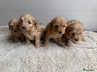 Cavapoo dogs 🐶Gorgeous gold&white cavapoos🐶 - Advert 1