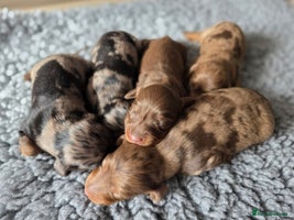 Miniature Dachshund dogs - Advert 7