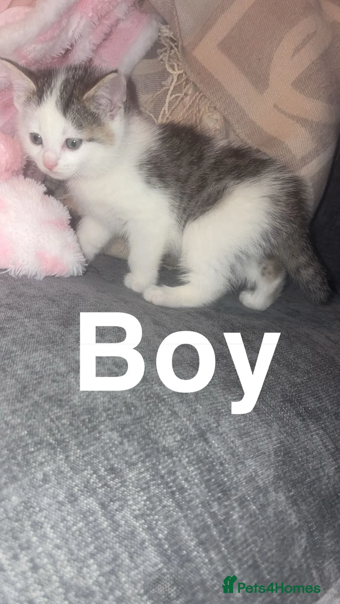 Mixed Breed cats for sale: Ragdoll cross kittens - Advert 4