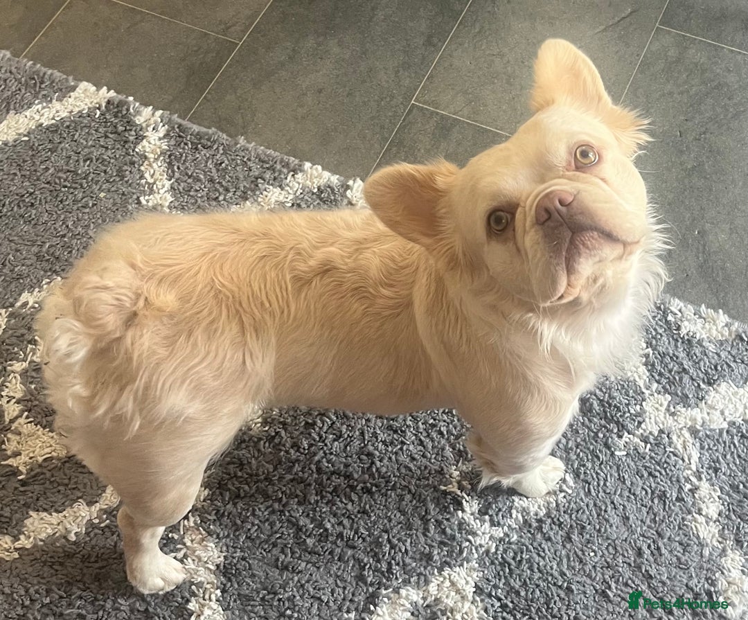 French Bulldog dogs for sale: Gorgeous fluffy Frenchie female  - Image 1