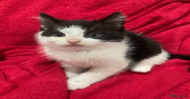 British Shorthair cats - Advert 4