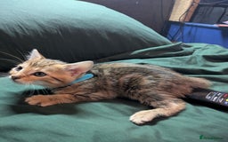 Mixed Breed cats for sale: Have two male and 2 female kittens   - Image 13