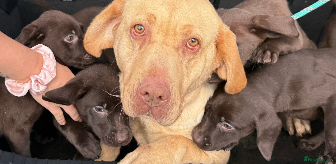 Labrador Retriever dogs for sale: Chunky chocolate 🍫 lab puppy’s girls only  - Image 5