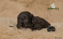 Cavapoo dogs for sale: DonnaJay’sCelebrityK9s EXCELLENT Trustpilot,Google - Advert 12