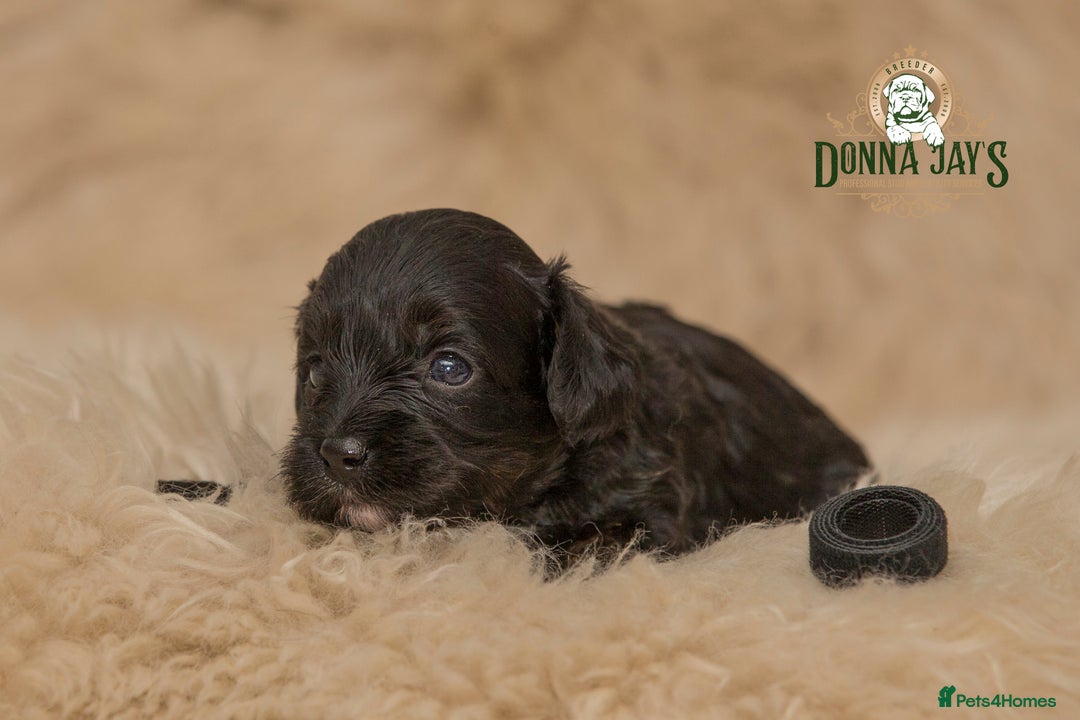 Cavapoo dogs for sale: DonnaJay’sCelebrityK9s EXCELLENT Trustpilot,Google - Advert 12