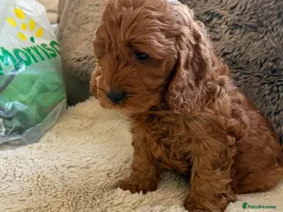 Cockapoo dogs for sale: F1 Cockerpoo girl solid red - Advert 2