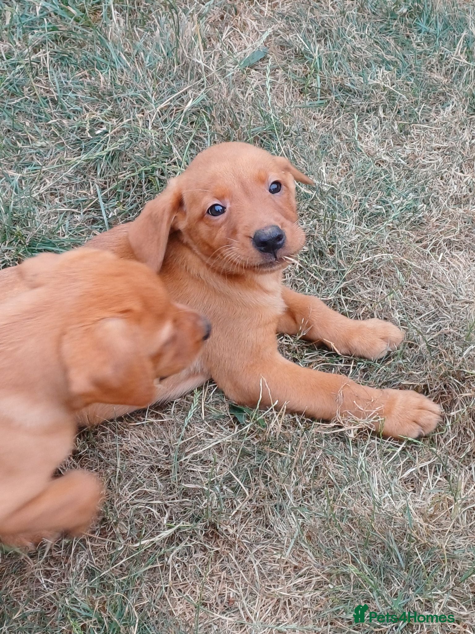 Labrador Retriever dogs Labrador Puppies Fox Red REDUCED - Advert 1