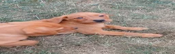 Labrador Retriever dogs for sale: Labrador Puppies Fox Red - Advert 4