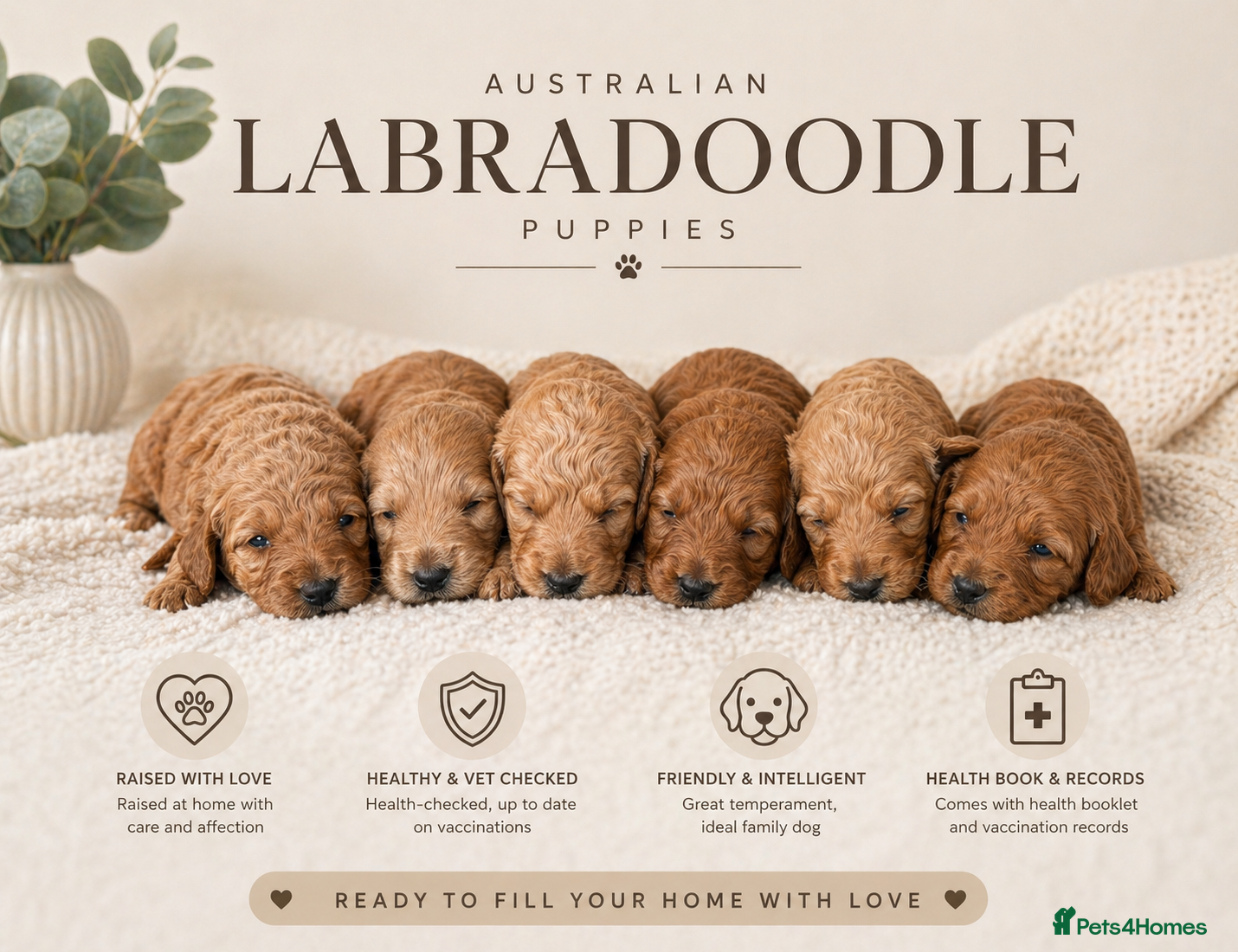 Australian Labradoodle dogs 🌟 Australian Labradoodle Puppies – 3 Weeks Old 🌟 - Advert 1