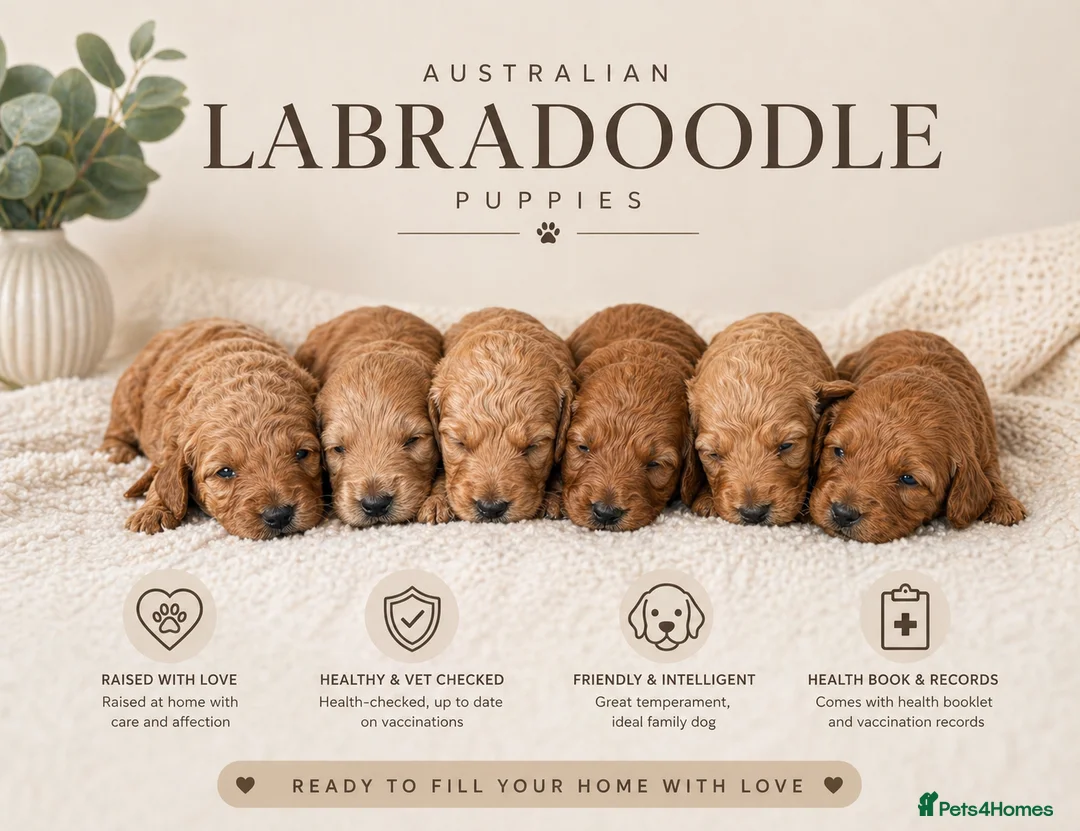 Australian Labradoodle dogs for sale: 🌟 Australian Labradoodle Puppies – 3 Weeks Old 🌟 - Advert 1