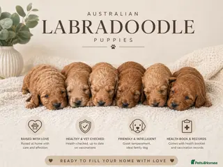 Australian Labradoodle dogs 🌟 Australian Labradoodle Puppies – 3 Weeks Old 🌟 - Advert 9