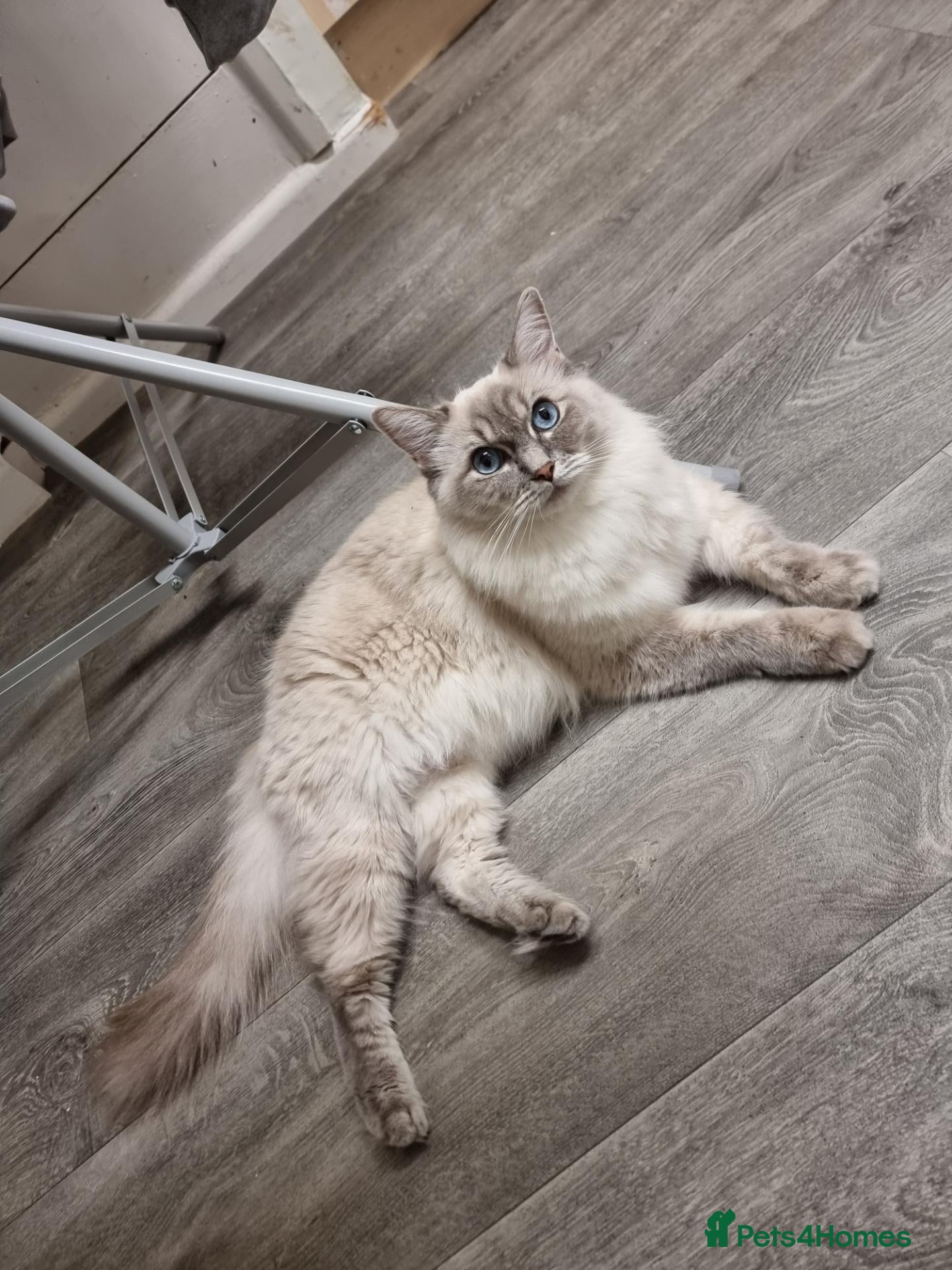 Ragdoll cats 4 Beautiful Ragdoll Kittens 🐯🌷🐯🪻🐯 - Advert 10